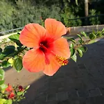Villa Pisani Piscina Giardino Terrazzi Panoramici Su Capri