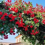 Le Rose