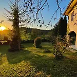 Chicco Di Oliva