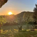 Chicco Di Oliva
