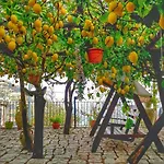Il Limoneto Di Lulu, Holidays Among The Lemon Trees