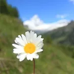 Snowflake
