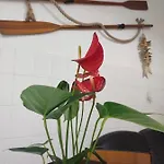 Amorimini