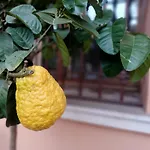 Gardalemonhouse