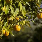 Antike Limonaia - Topaia