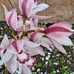 L'Orchidea Amalfi Coast