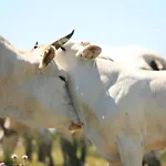 Poggio Cornetto