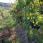 Villa Baronia Azienda Agricola Marco Mautone