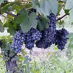 Villa Baronia Azienda Agricola Marco Mautone