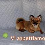 Pink Fox - Family Apartment -