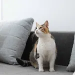 Il Gatto Franco
