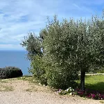 Stella D'Argento