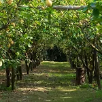 Giardino Di Nonno Lucio - Surrounded By Lemon Tree