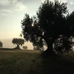Historic Farmhouse In Senigallia With Swimming Pool, Barbecue, Gym, Olive Grove And Garden