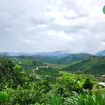 Midori Coffee Farm