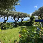 Sorrento Olive Tree Garden