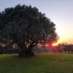 Agriturismo Il Vecchio Olivo