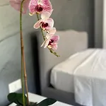 Alison Apartment