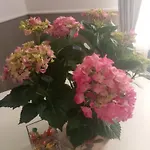 Three Free Trees Home