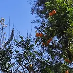 J'Adore Sorrento