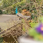 Il Pavone Apartment Sea - Private Parking