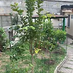 B&B Civitavecchia La Casetta Con Giardino