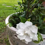 Gloria'S Gardenia Retreat