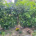 Casa Marylu Con Giardino