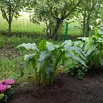 B&B Esterina