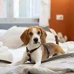 Gli Amori Di Carolina
