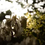 Buena Vista B&B