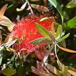 Callistemon