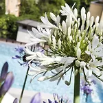 B&B Agapanthus