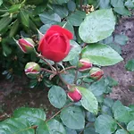 Giardino Delle Rose