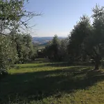 Gli Ulivi Del Conero