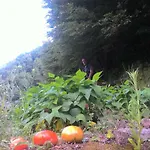 Cerasella