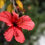 L'Ibisco Di Fiorella