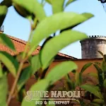 B&B House Angioino